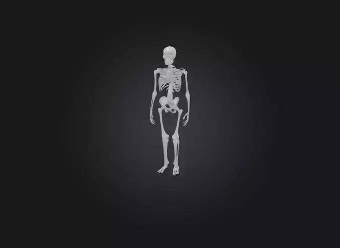 3D model skeleton VR / AR / low-poly