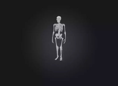 3D model skeleton VR / AR / low-poly