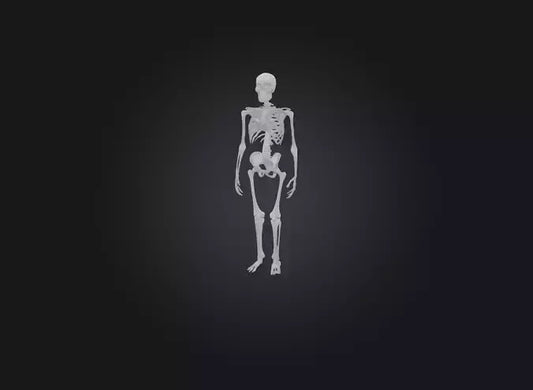 3D model skeleton VR / AR / low-poly