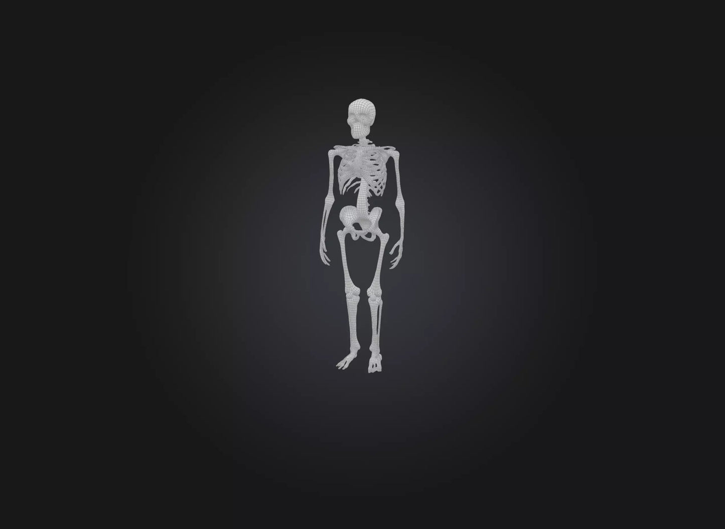 3D model skeleton VR / AR / low-poly