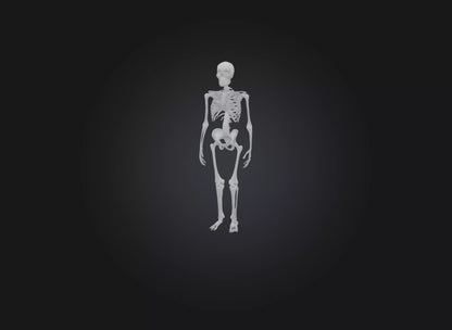 3D model skeleton VR / AR / low-poly