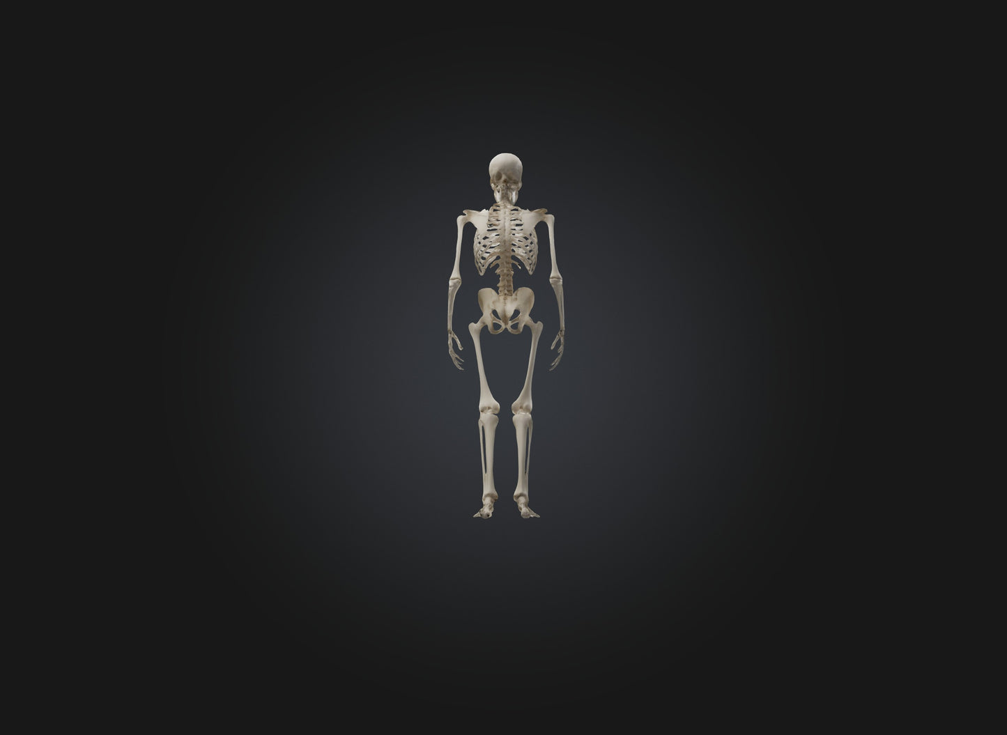 3D model skeleton VR / AR / low-poly