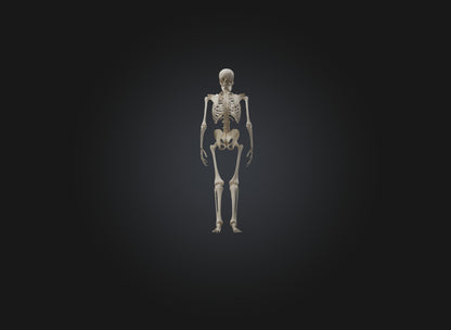 3D model skeleton VR / AR / low-poly