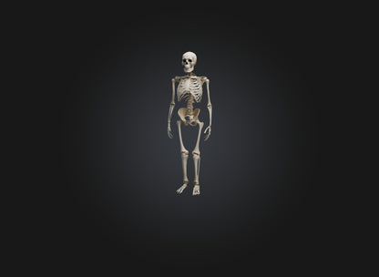 3D model skeleton VR / AR / low-poly