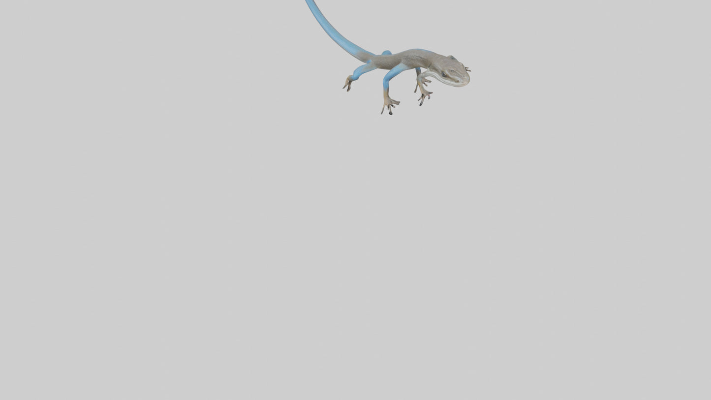 Skink darting model 3D model