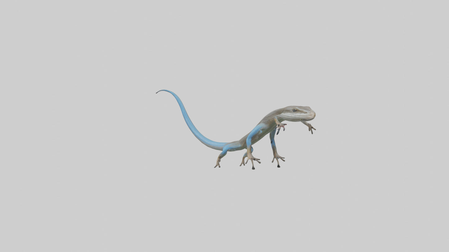 Skink darting model 3D model