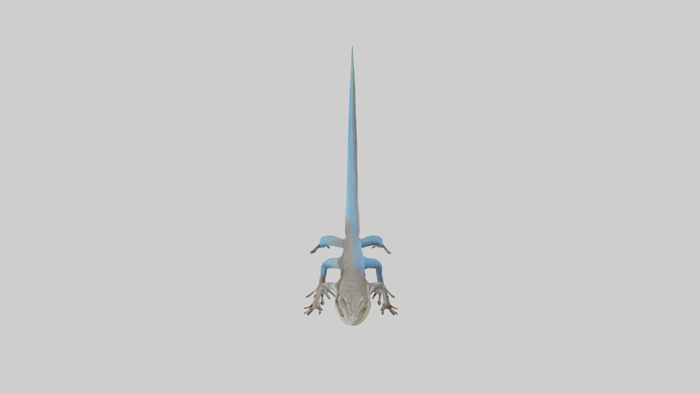 Skink darting model 3D model