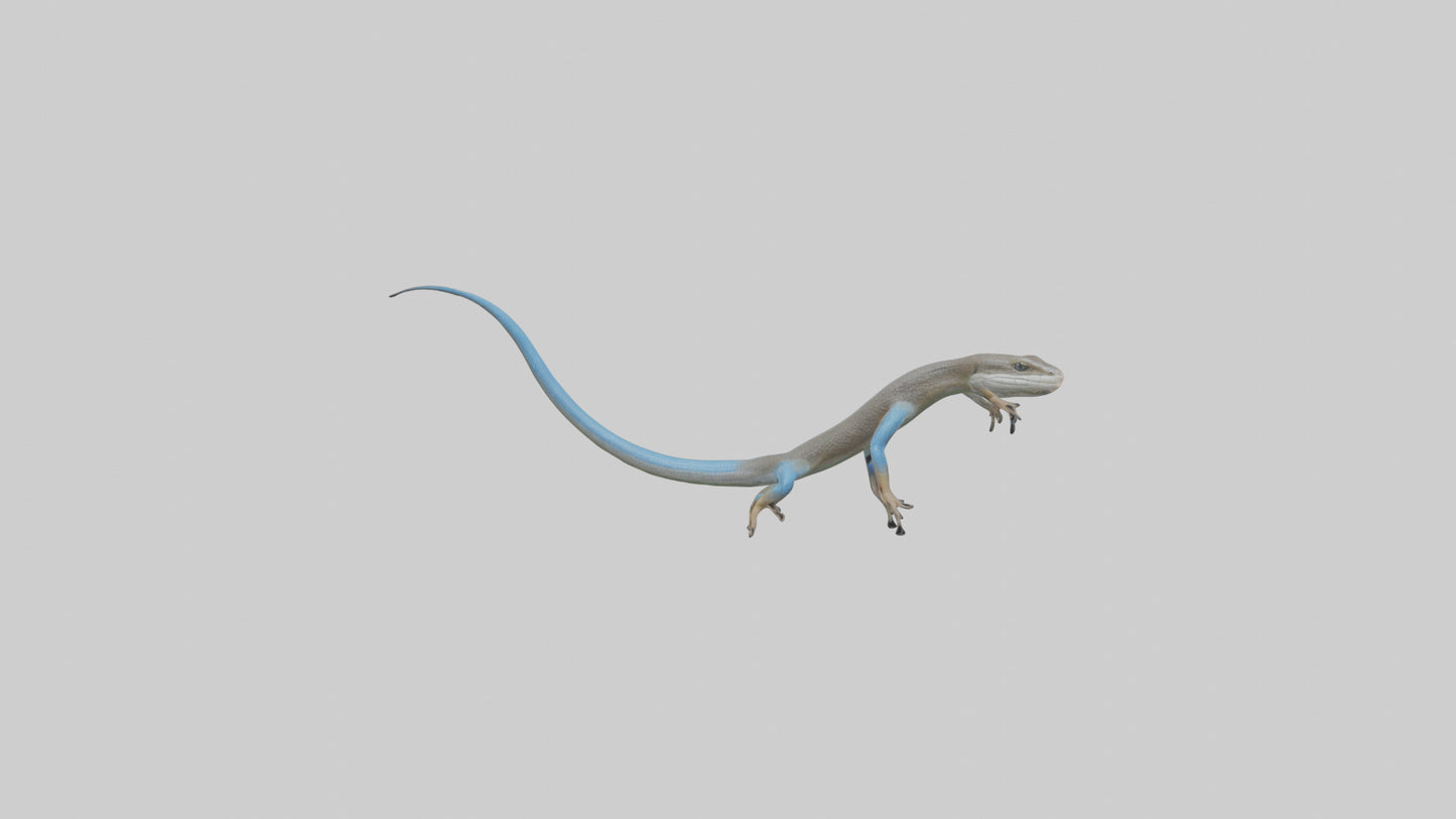 Skink darting model 3D model