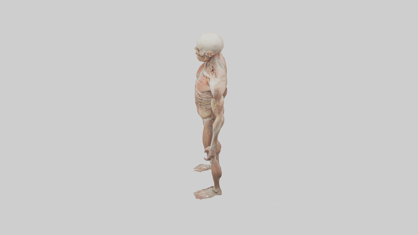 Skinless man model 3D model