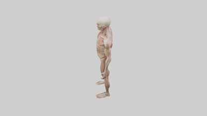 Skinless man model 3D model