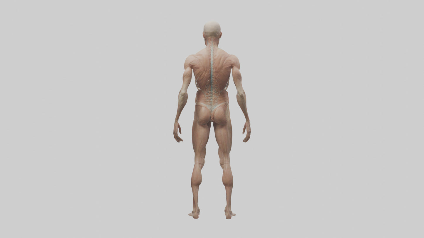 Skinless man model 3D model