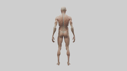 Skinless man model 3D model