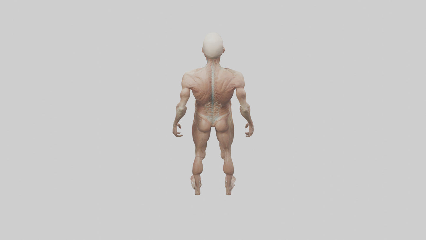 Skinless man model 3D model