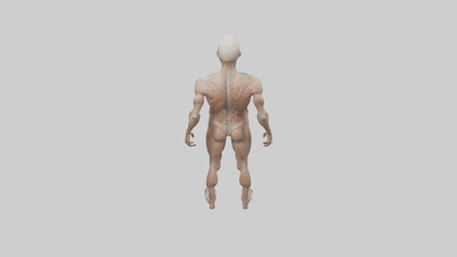 Skinless man model 3D model