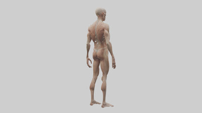 Skinless man model 3D model