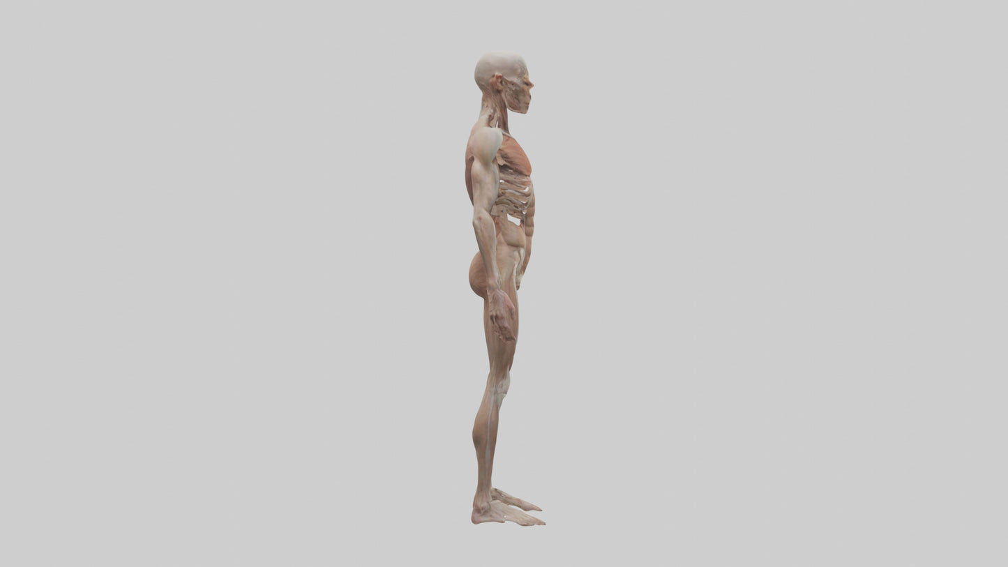 Skinless man model 3D model