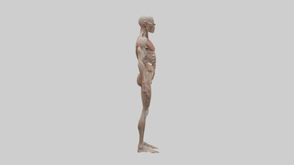 Skinless man model 3D model