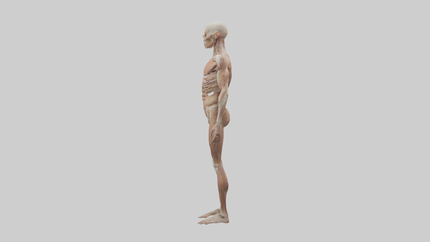 Skinless man model 3D model