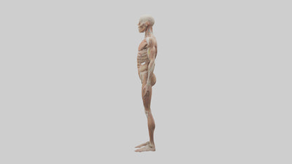 Skinless man model 3D model