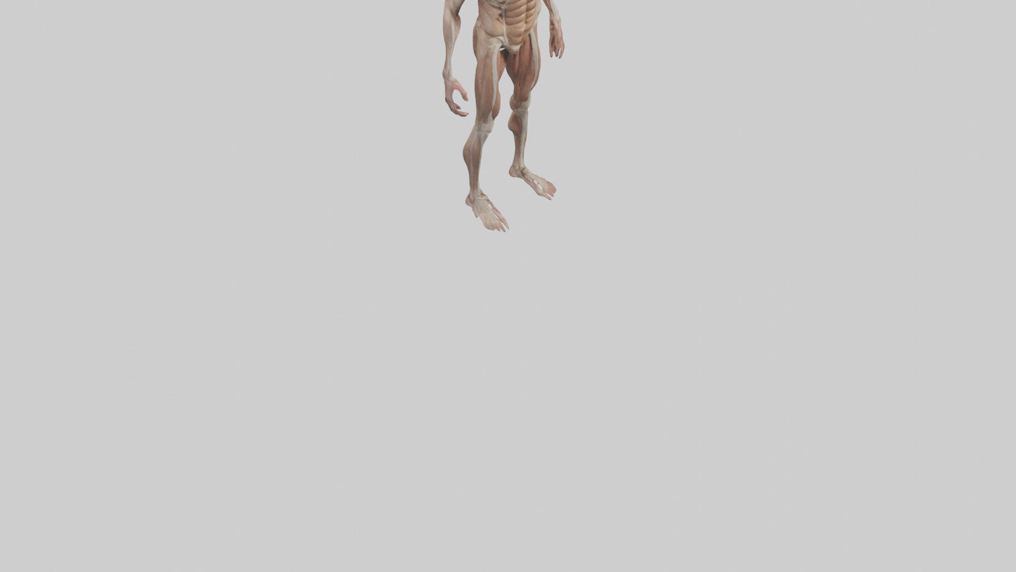 Skinless man model 3D model