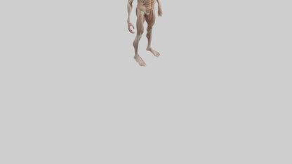 Skinless man model 3D model