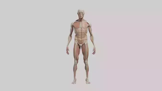 Skinless man model 3D model