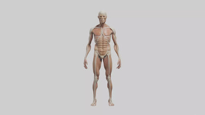 Skinless man model 3D model