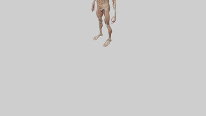 Skinless man model 3D model
