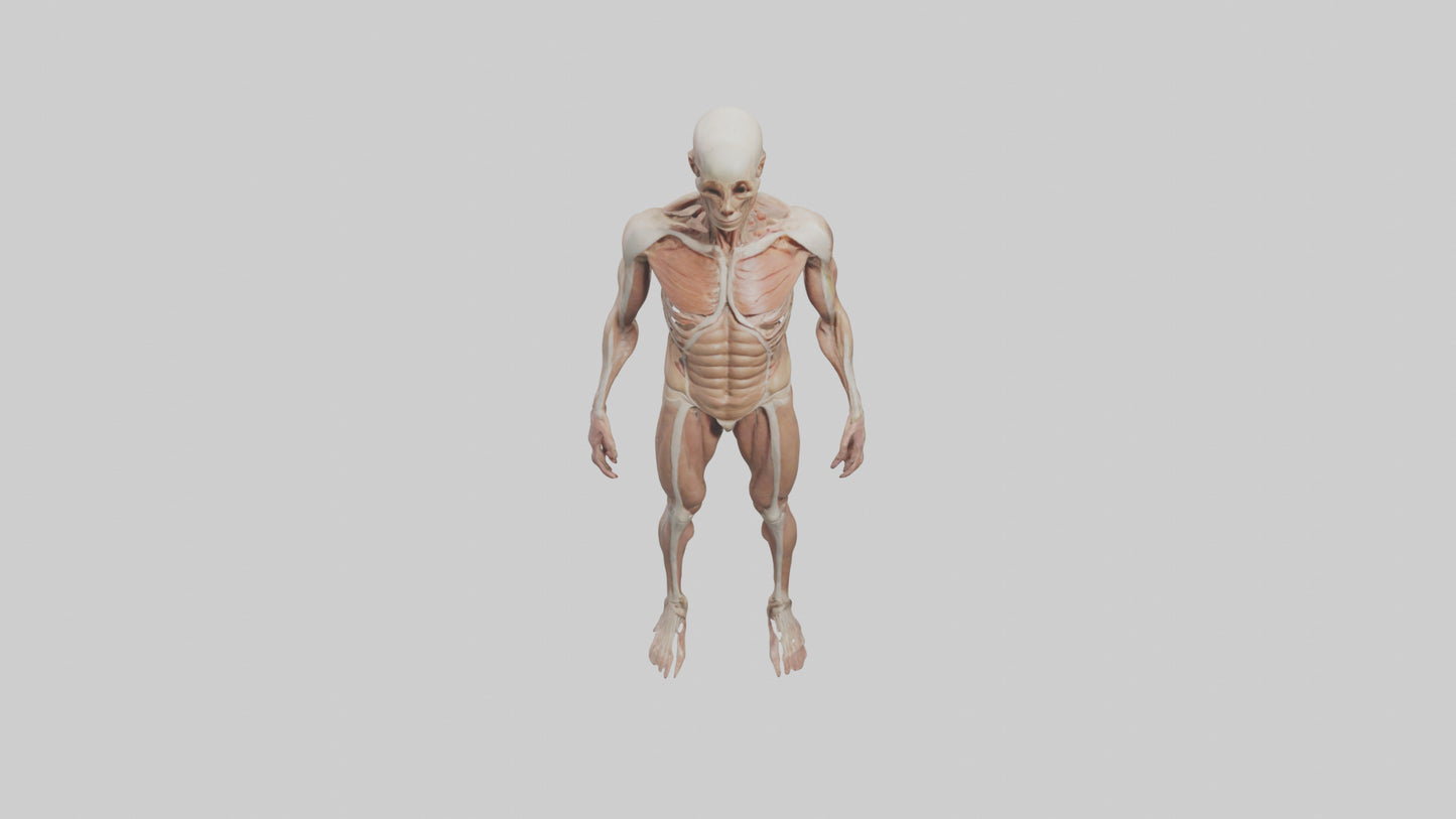 Skinless man model 3D model