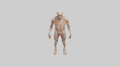 Skinless man model 3D model