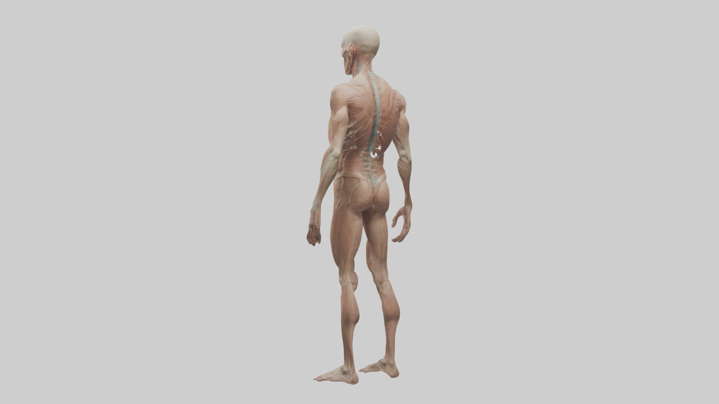 Skinless man model 3D model