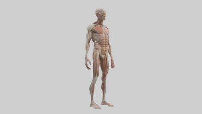 Skinless man model 3D model
