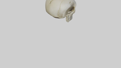 Skull head keychain model 3D model
