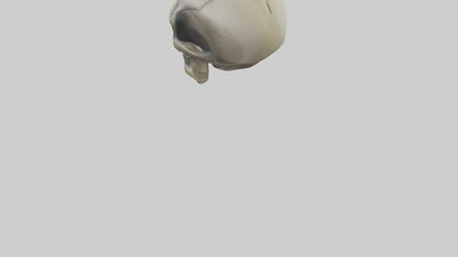 Skull head keychain model 3D model