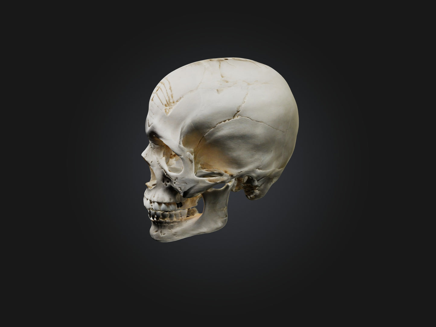 3D model Skull Skeleton VR / AR / low-poly