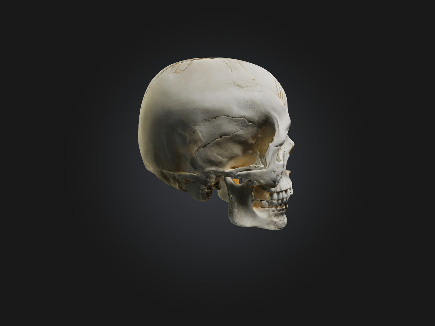 3D model Skull Skeleton VR / AR / low-poly