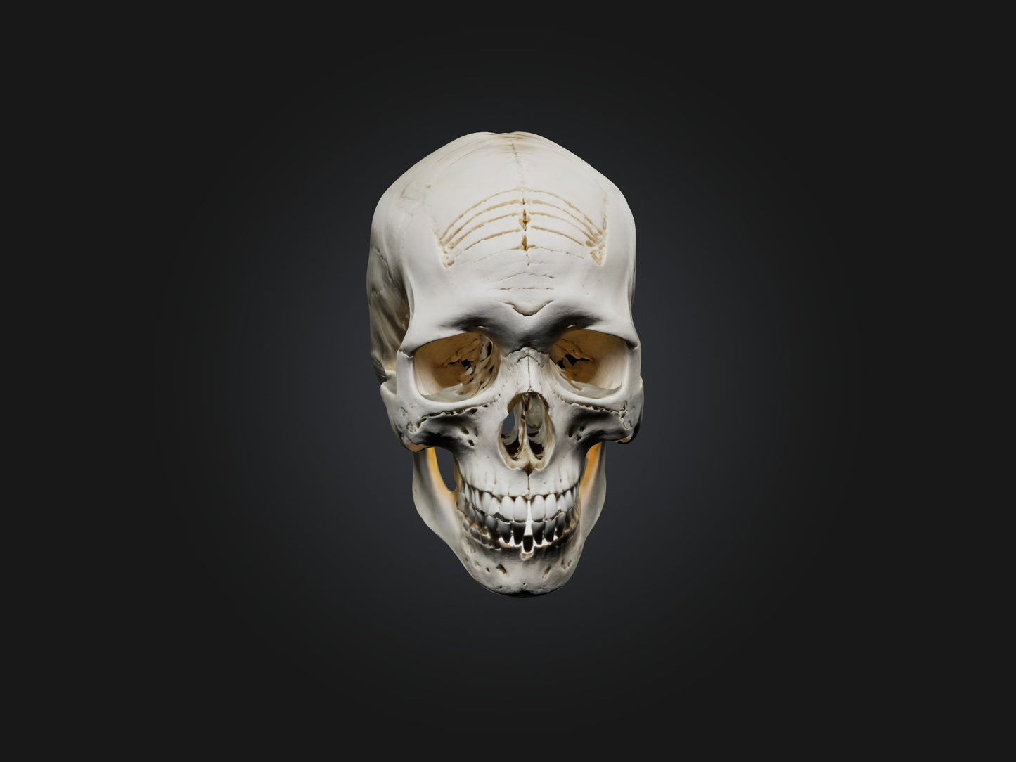 3D model Skull Skeleton VR / AR / low-poly