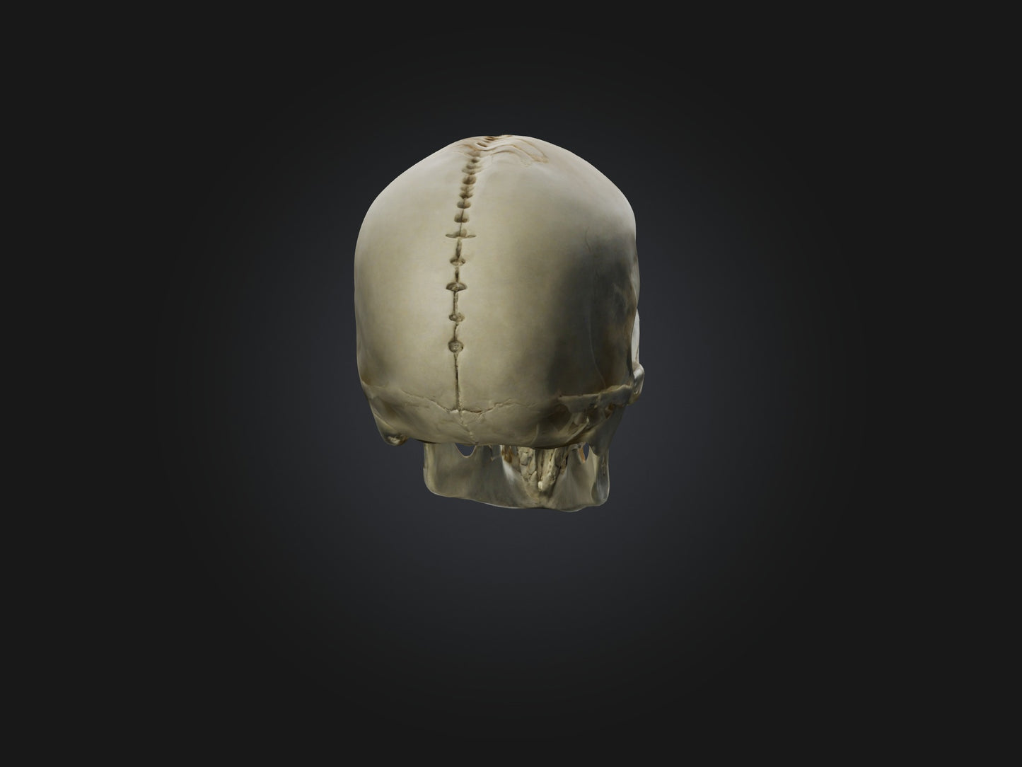 3D model Skull Skeleton VR / AR / low-poly