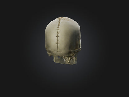3D model Skull Skeleton VR / AR / low-poly