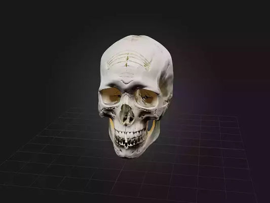 3D model Skull Skeleton VR / AR / low-poly