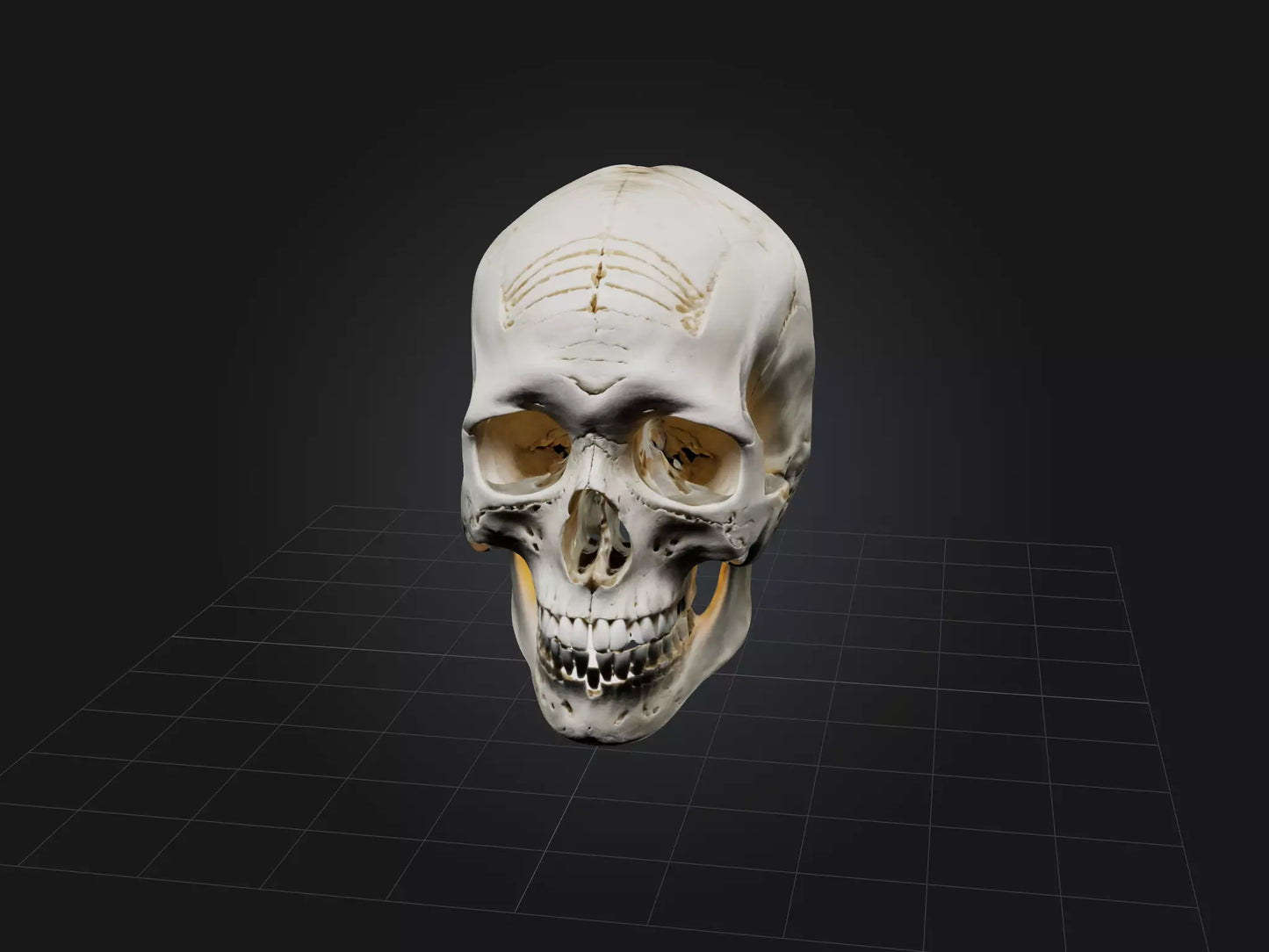 3D model Skull Skeleton VR / AR / low-poly