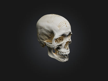 3D model Skull Skeleton VR / AR / low-poly