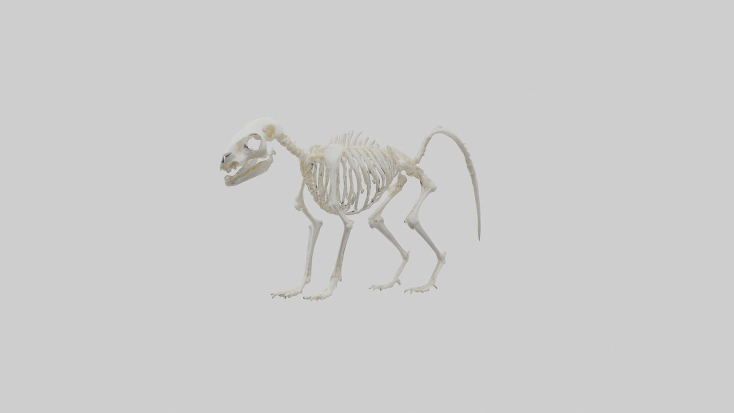 Skunk Skeleton model 3D model