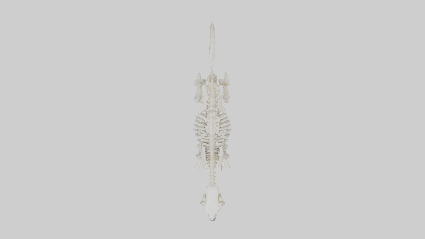 Skunk Skeleton model 3D model