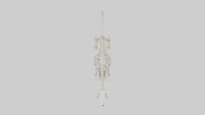 Skunk Skeleton model 3D model