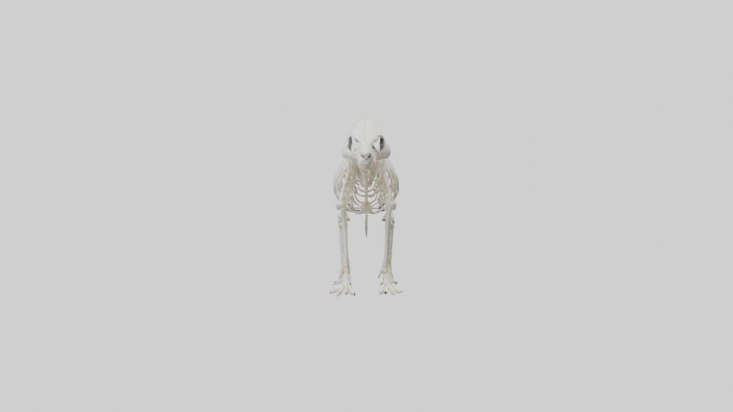 Skunk Skeleton model 3D model
