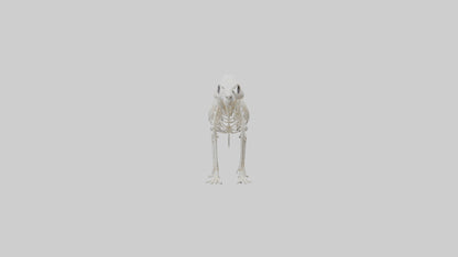 Skunk Skeleton model 3D model