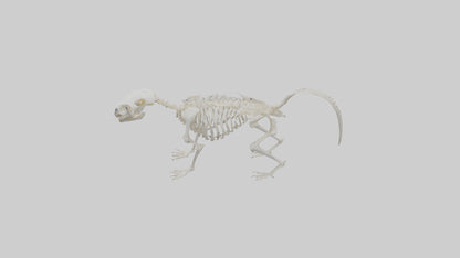 Skunk Skeleton model 3D model