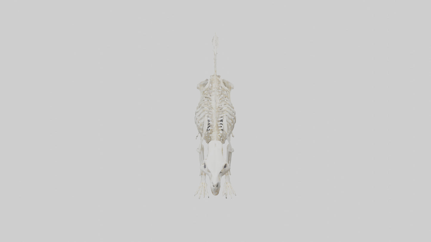 Skunk Skeleton model 3D model