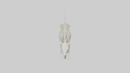 Skunk Skeleton model 3D model
